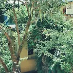 Casalago