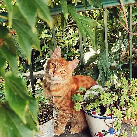 Appartement Casalago