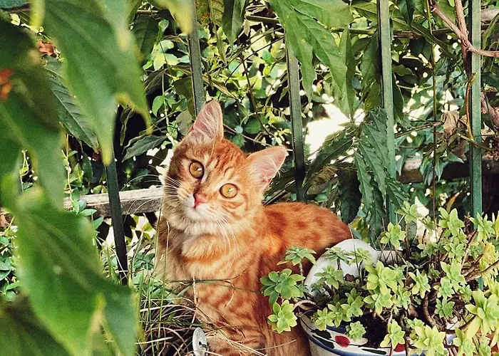 Appartement Casalago